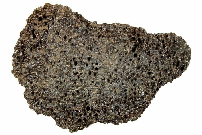 Fossil Tyrannosaur (T rex) Bone Section - Wyoming #313969